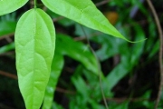 <strong>Fabaceae - Strongylodon siderospermus - Cordem.</strong><br />© Sarrailh Jean-Michel / CIRAD