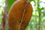 <strong>Fabaceae - Strongylodon siderospermus - Cordem.</strong><br />© Baret Stéphane