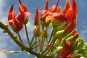 <strong>Fabaceae - Strongylodon siderospermus - Cordem.</strong><br />© Sarrailh Jean-Michel / CIRAD