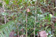 <strong>Salicaceae - Scolopia heterophylla - (Lam.) Sleumer</strong><br />© Sarrailh Jean-Michel / CIRAD
