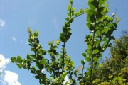<strong>Salicaceae - Scolopia heterophylla - (Lam.) Sleumer</strong><br />© Sarrailh Jean-Michel / CIRAD