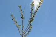 <strong>Salicaceae - Scolopia heterophylla - (Lam.) Sleumer</strong><br />© Sarrailh Jean-Michel / CIRAD