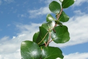 <strong>Salicaceae - Scolopia heterophylla - (Lam.) Sleumer</strong><br />© Sarrailh Jean-Michel / CIRAD