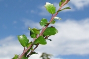<strong>Salicaceae - Scolopia heterophylla - (Lam.) Sleumer</strong><br />© Sarrailh Jean-Michel / CIRAD