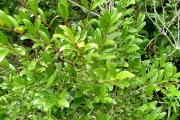 <strong>Salicaceae - Scolopia heterophylla - (Lam.) Sleumer</strong><br />© Sarrailh Jean-Michel / CIRAD