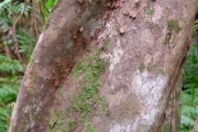 <strong>Salicaceae - Scolopia heterophylla - (Lam.) Sleumer</strong><br />© Sarrailh Jean-Michel / CIRAD