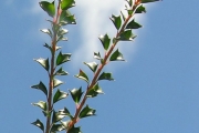 <strong>Salicaceae - Scolopia heterophylla - (Lam.) Sleumer</strong><br />© Sarrailh Jean-Michel / CIRAD
