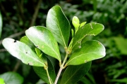 <strong>Salicaceae - Scolopia heterophylla - (Lam.) Sleumer</strong><br />© Sarrailh Jean-Michel / CIRAD