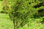 <strong>Salicaceae - Scolopia heterophylla - (Lam.) Sleumer</strong><br />© Sarrailh Jean-Michel / CIRAD