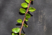 <strong>Salicaceae - Scolopia heterophylla - (Lam.) Sleumer</strong><br />© Sarrailh Jean-Michel / CIRAD