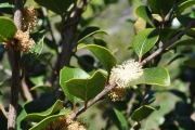 <strong>Salicaceae - Scolopia heterophylla - (Lam.) Sleumer</strong><br />© Sarrailh Jean-Michel / CIRAD
