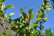 <strong>Salicaceae - Scolopia heterophylla - (Lam.) Sleumer</strong><br />© Sarrailh Jean-Michel / CIRAD
