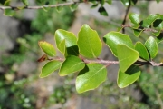 <strong>Salicaceae - Scolopia heterophylla - (Lam.) Sleumer</strong><br />© Sarrailh Jean-Michel / CIRAD