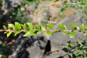 <strong>Salicaceae - Scolopia heterophylla - (Lam.) Sleumer</strong><br />© Sarrailh Jean-Michel / CIRAD