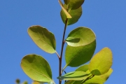 <strong>Salicaceae - Scolopia heterophylla - (Lam.) Sleumer</strong><br />© Sarrailh Jean-Michel / CIRAD