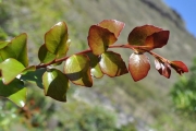 <strong>Salicaceae - Scolopia heterophylla - (Lam.) Sleumer</strong><br />© Sarrailh Jean-Michel / CIRAD