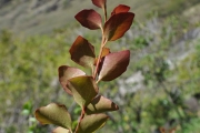 <strong>Salicaceae - Scolopia heterophylla - (Lam.) Sleumer</strong><br />© Sarrailh Jean-Michel / CIRAD