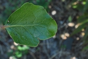 <strong>Salicaceae - Scolopia heterophylla - (Lam.) Sleumer</strong><br />© Sarrailh Jean-Michel / CIRAD