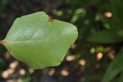 <strong>Salicaceae - Scolopia heterophylla - (Lam.) Sleumer</strong><br />© Sarrailh Jean-Michel / CIRAD