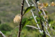 <strong>Salicaceae - Scolopia heterophylla - (Lam.) Sleumer</strong><br />© Sarrailh Jean-Michel / CIRAD