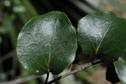 <strong>Salicaceae - Scolopia heterophylla - (Lam.) Sleumer</strong><br />© Sarrailh Jean-Michel / CIRAD