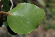 <strong>Salicaceae - Scolopia heterophylla - (Lam.) Sleumer</strong><br />© Sarrailh Jean-Michel / CIRAD