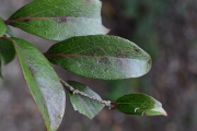 <strong>Salicaceae - Scolopia heterophylla - (Lam.) Sleumer</strong><br />© Sarrailh Jean-Michel / CIRAD
