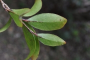 <strong>Salicaceae - Scolopia heterophylla - (Lam.) Sleumer</strong><br />© Sarrailh Jean-Michel / CIRAD