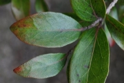 <strong>Salicaceae - Scolopia heterophylla - (Lam.) Sleumer</strong><br />© Sarrailh Jean-Michel / CIRAD