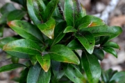 <strong>Salicaceae - Scolopia heterophylla - (Lam.) Sleumer</strong><br />© Sarrailh Jean-Michel / CIRAD