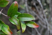 <strong>Salicaceae - Scolopia heterophylla - (Lam.) Sleumer</strong><br />© Sarrailh Jean-Michel / CIRAD