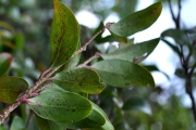 <strong>Salicaceae - Scolopia heterophylla - (Lam.) Sleumer</strong><br />© Sarrailh Jean-Michel / CIRAD
