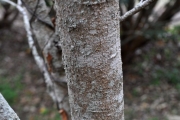 <strong>Salicaceae - Scolopia heterophylla - (Lam.) Sleumer</strong><br />© Sarrailh Jean-Michel / CIRAD