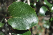 <strong>Salicaceae - Scolopia heterophylla - (Lam.) Sleumer</strong><br />© Sarrailh Jean-Michel / CIRAD