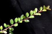 <strong>Salicaceae - Scolopia heterophylla - (Lam.) Sleumer</strong><br />© Sarrailh Jean-Michel / CIRAD