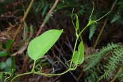 <strong>Smilacaceae - Smilax anceps - Willd.</strong><br />© Sarrailh Jean-Michel / CIRAD