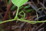 <strong>Smilacaceae - Smilax anceps - Willd.</strong><br />© Sarrailh Jean-Michel / CIRAD