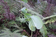 <strong>Smilacaceae - Smilax anceps - Willd.</strong><br />© Sarrailh Jean-Michel / CIRAD