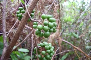 <strong>Smilacaceae - Smilax anceps - Willd.</strong><br />© Perroud Annaïg