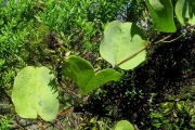 <strong>Smilacaceae - Smilax anceps - Willd.</strong><br />© Sarrailh Jean-Michel / CIRAD