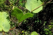 <strong>Smilacaceae - Smilax anceps - Willd.</strong><br />© Sarrailh Jean-Michel / CIRAD