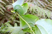 <strong>Smilacaceae - Smilax anceps - Willd.</strong><br />© Sarrailh Jean-Michel / CIRAD