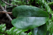 <strong>Smilacaceae - Smilax anceps - Willd.</strong><br />© Sarrailh Jean-Michel / CIRAD