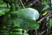 <strong>Smilacaceae - Smilax anceps - Willd.</strong><br />© Sarrailh Jean-Michel / CIRAD