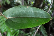 <strong>Smilacaceae - Smilax anceps - Willd.</strong><br />© Sarrailh Jean-Michel / CIRAD