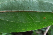 <strong>Smilacaceae - Smilax anceps - Willd.</strong><br />© Sarrailh Jean-Michel / CIRAD