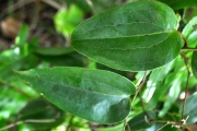 <strong>Smilacaceae - Smilax anceps - Willd.</strong><br />© Sarrailh Jean-Michel / CIRAD