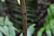 <strong>Smilacaceae - Smilax anceps - Willd.</strong><br />© Sarrailh Jean-Michel / CIRAD