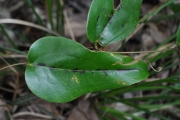 <strong>Smilacaceae - Smilax anceps - Willd.</strong><br />© Sarrailh Jean-Michel / CIRAD