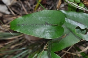 <strong>Smilacaceae - Smilax anceps - Willd.</strong><br />© Sarrailh Jean-Michel / CIRAD
